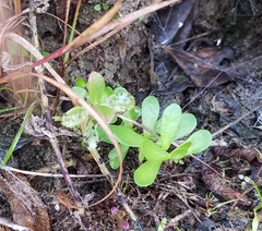Bacopa monnieri image