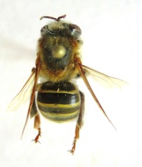 Melipona beecheii