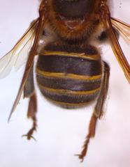Melipona beecheii