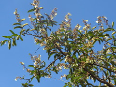 Qualea multiflora