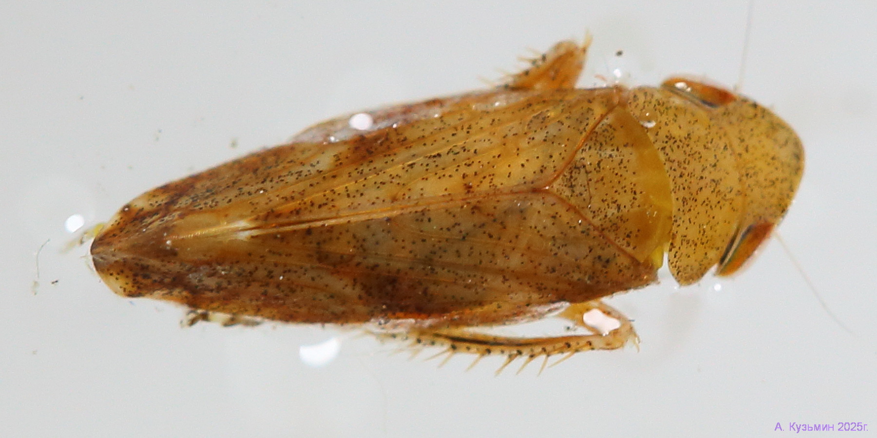 Цикадка Fieberiella florii