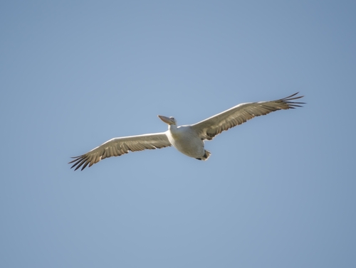Dalmatian Pelican
