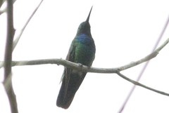 Anthracothorax veraguensis