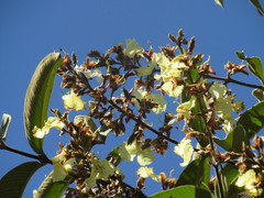 Qualea multiflora