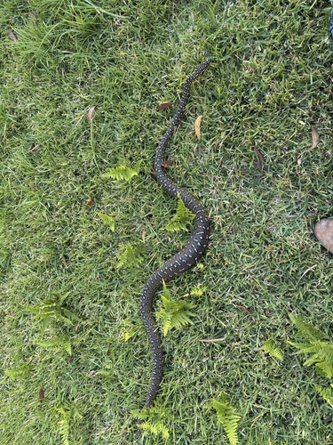 Diamond Python sighting