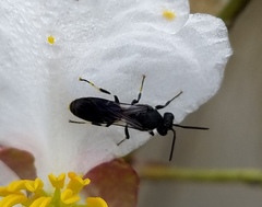 Hylaeus schwarzii