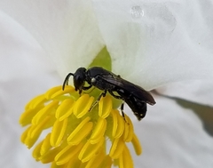 Hylaeus schwarzii