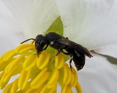 Hylaeus schwarzii