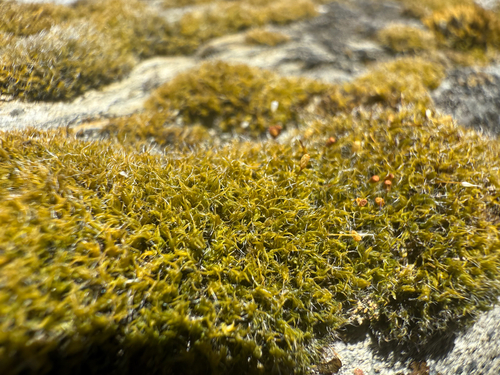 Grimmia trichophylla observed 2025-11-01