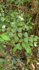 Adiantum subcordatum