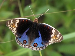 Junonia orithya wallacei