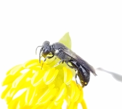 Hylaeus schwarzii