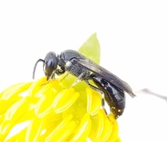 Hylaeus schwarzii