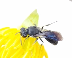 Hylaeus schwarzii