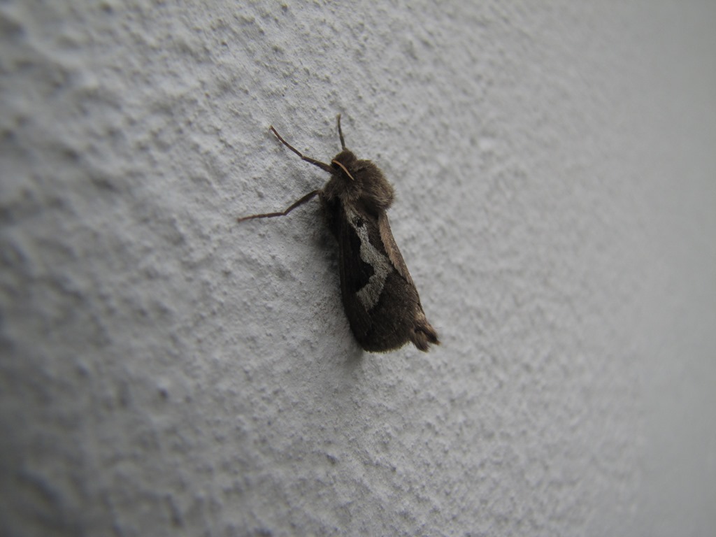 Eudalaca aequifascia