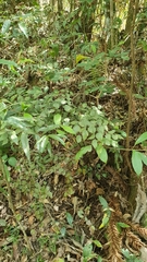 Adiantum subcordatum