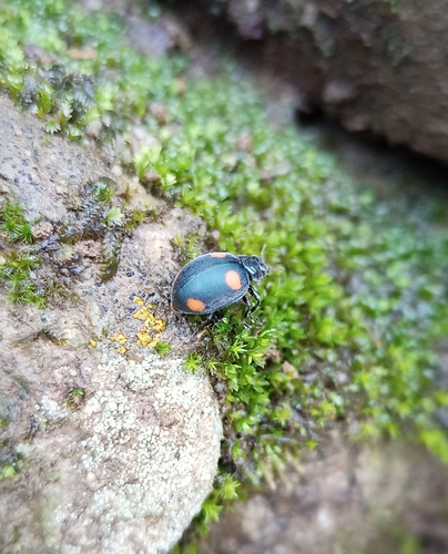 Toxotoma cuzcoensis