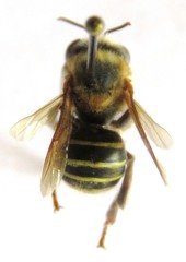 Melipona beecheii