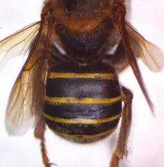 Melipona beecheii