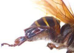 Melipona beecheii