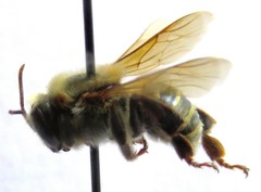 Melipona beecheii