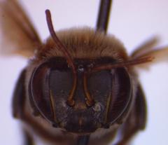 Melipona beecheii