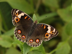 Junonia orithya wallacei