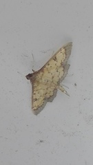 Diacme elealis
