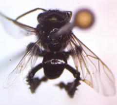 Frieseomelitta paupera