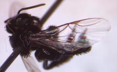 Frieseomelitta paupera