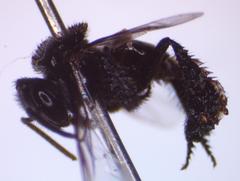 Frieseomelitta paupera