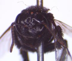 Frieseomelitta paupera