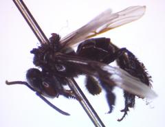 Frieseomelitta paupera