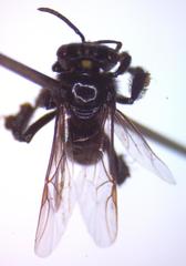 Frieseomelitta paupera