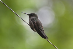 Eupetomena cirrochloris