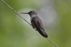 Eupetomena cirrochloris