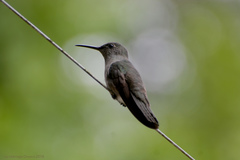 Eupetomena cirrochloris