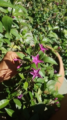 Pseuderanthemum laxiflorum