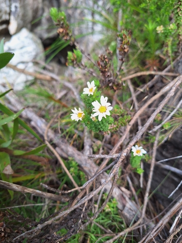 Littleleaf Swampdaisy (Osmitopsis parvifolia)