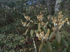 Pieris floribunda