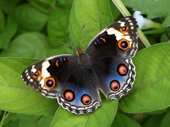 Junonia orithya wallacei