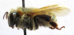 Melipona beecheii