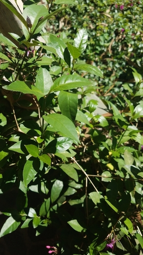 Pseuderanthemum laxiflorum