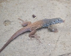 Aspidoscelis tigris tigris