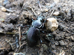 Carabus henningi