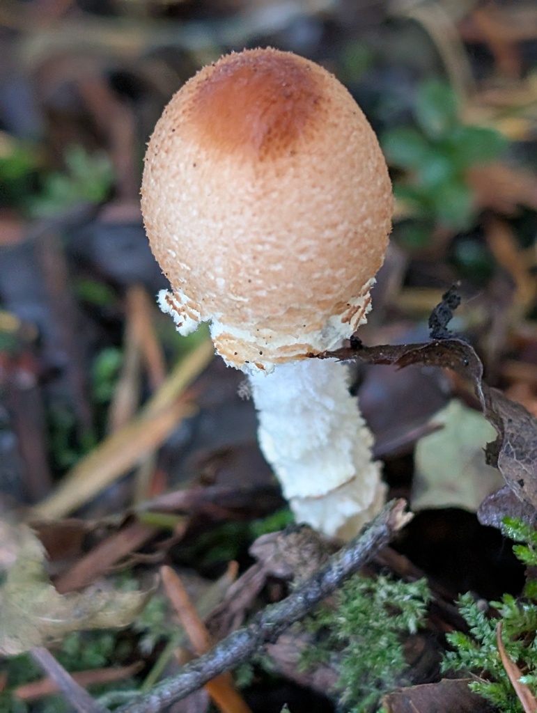 Lepiota magnispora · November 2025 · photo: © frondsinhighplaces (iNaturalist, cc-by)