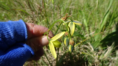 Dainty Soldier-in-a-Box (Albuca cooperi)