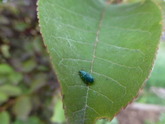 Phyllobius thalassinus