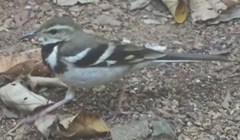 Dendronanthus indicus