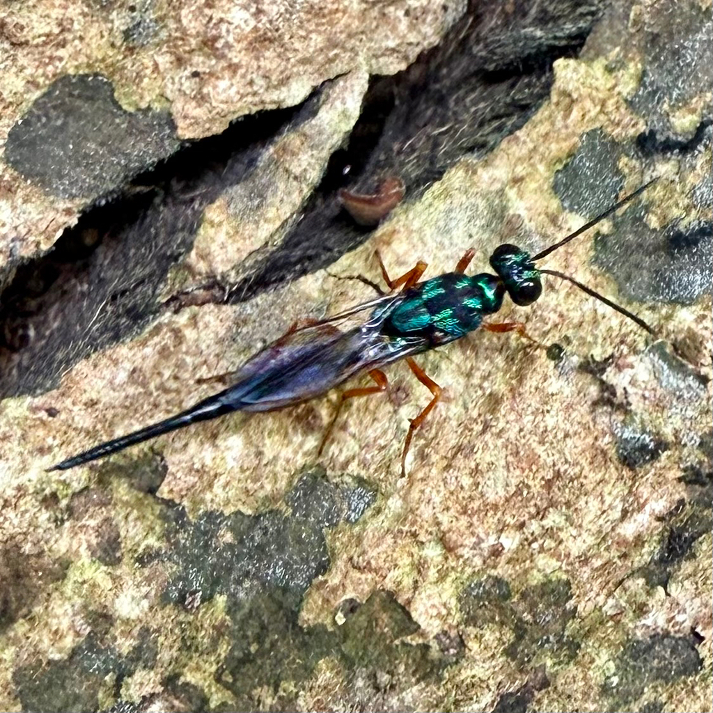 Balcha splendida from Singapore, SG, SG on November 6, 2025 at 04:14 PM ...